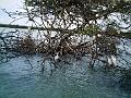 25 - Mangrove 050